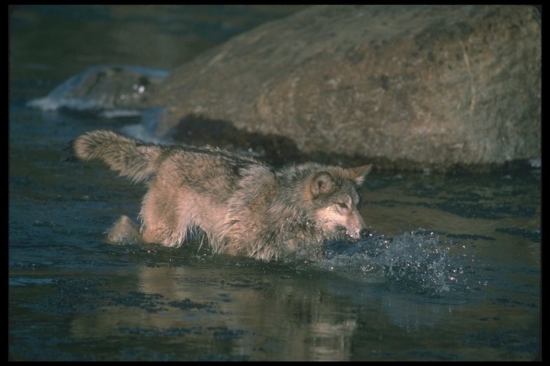Gray Wolf (Canis lupus) {!--회색이리-->; DISPLAY FULL IMAGE.