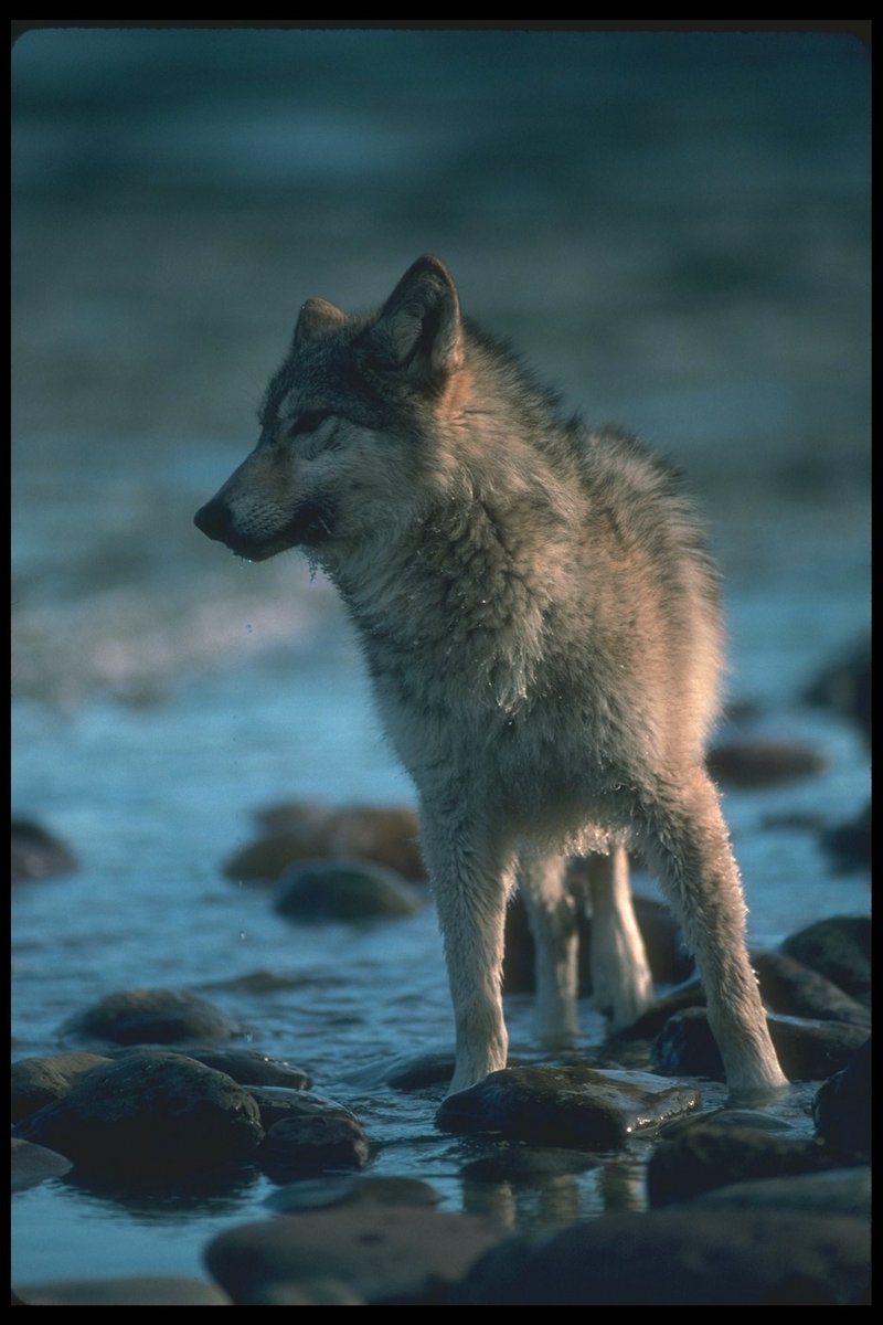 Gray Wolf (Canis lupus) {!--회색이리-->; DISPLAY FULL IMAGE.