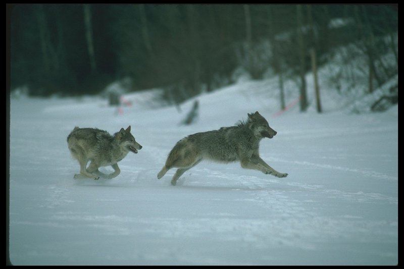 Gray Wolves (Canis lupus) {!--회색이리-->; DISPLAY FULL IMAGE.