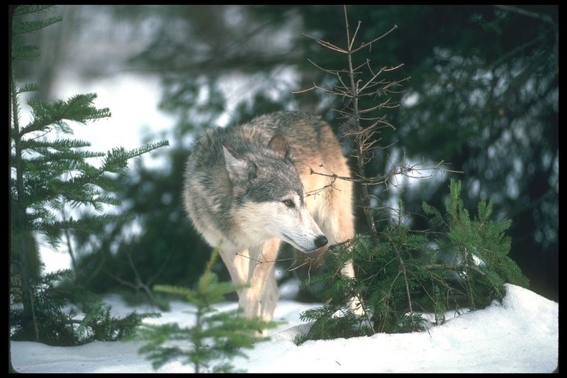 Gray Wolf (Canis lupus) {!--회색이리-->; DISPLAY FULL IMAGE.