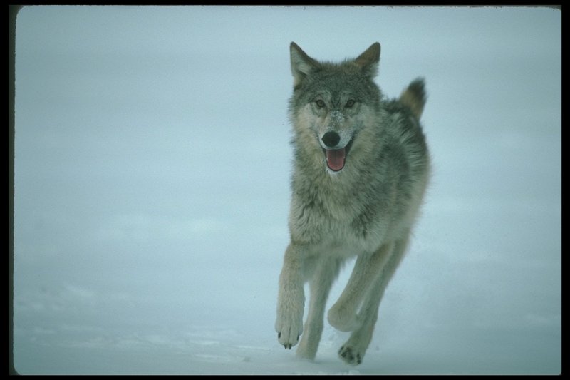Gray Wolf (Canis lupus) {!--회색이리-->; DISPLAY FULL IMAGE.