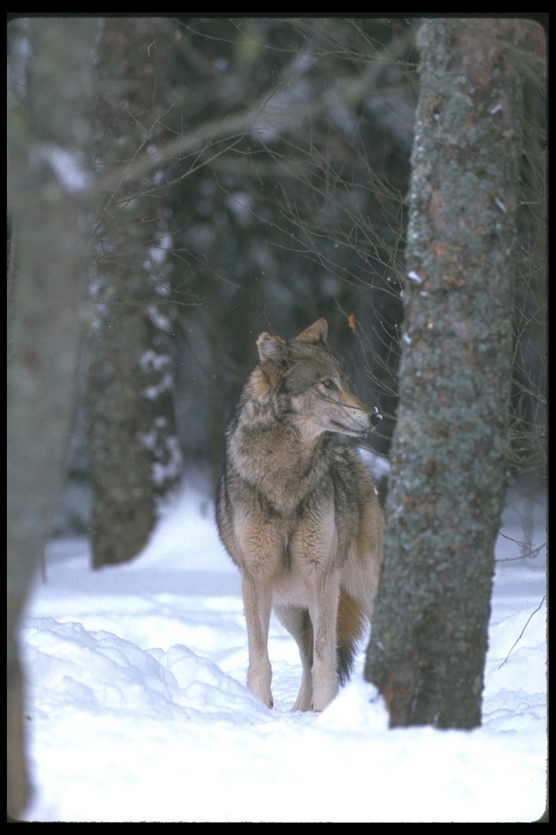 Gray Wolf (Canis lupus) {!--회색이리-->; DISPLAY FULL IMAGE.