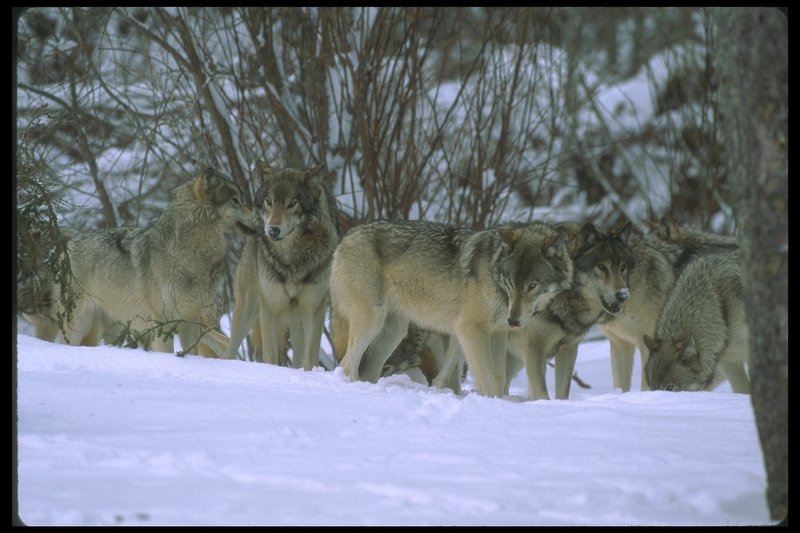 Gray Wolves (Canis lupus) {!--회색이리-->; DISPLAY FULL IMAGE.