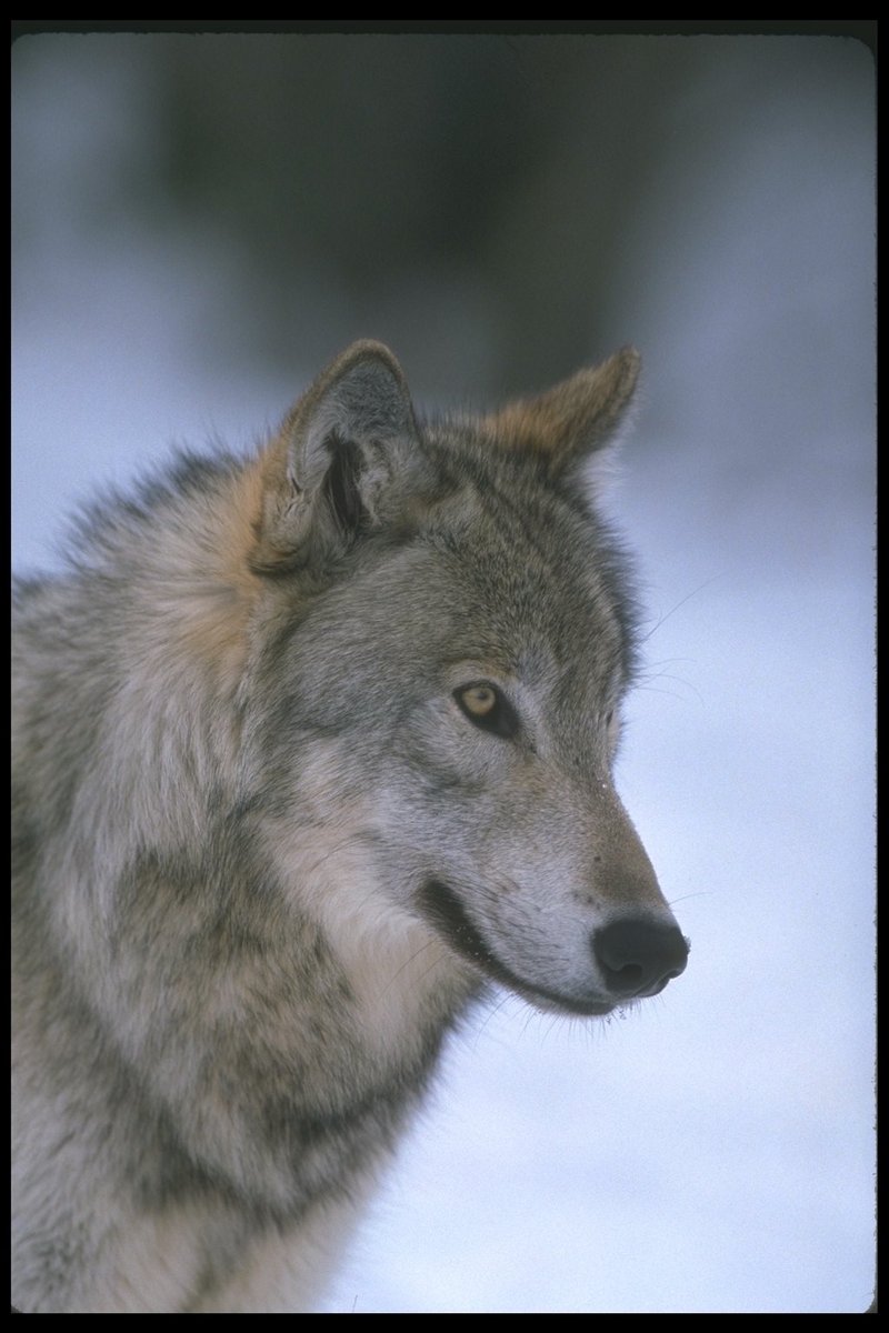 Gray Wolf (Canis lupus) {!--회색이리-->; DISPLAY FULL IMAGE.