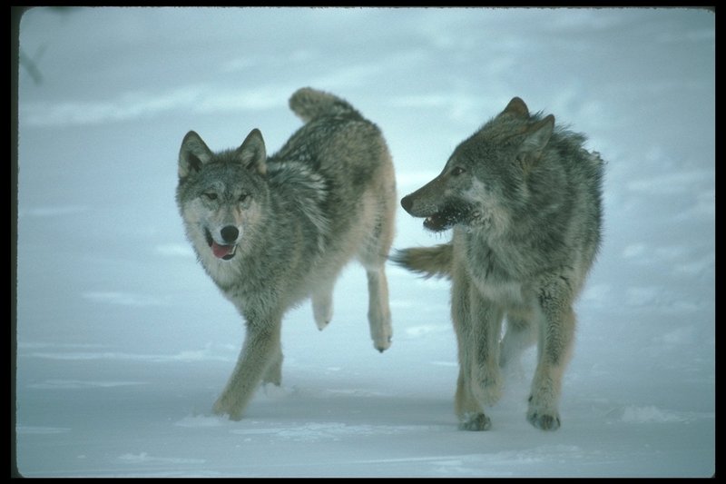 Gray Wolves (Canis lupus) {!--회색이리-->; DISPLAY FULL IMAGE.