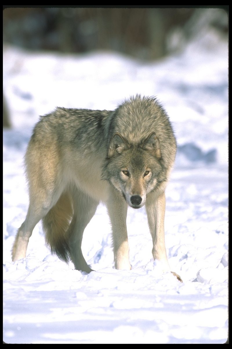 Gray Wolf (Canis lupus) {!--회색이리-->; DISPLAY FULL IMAGE.