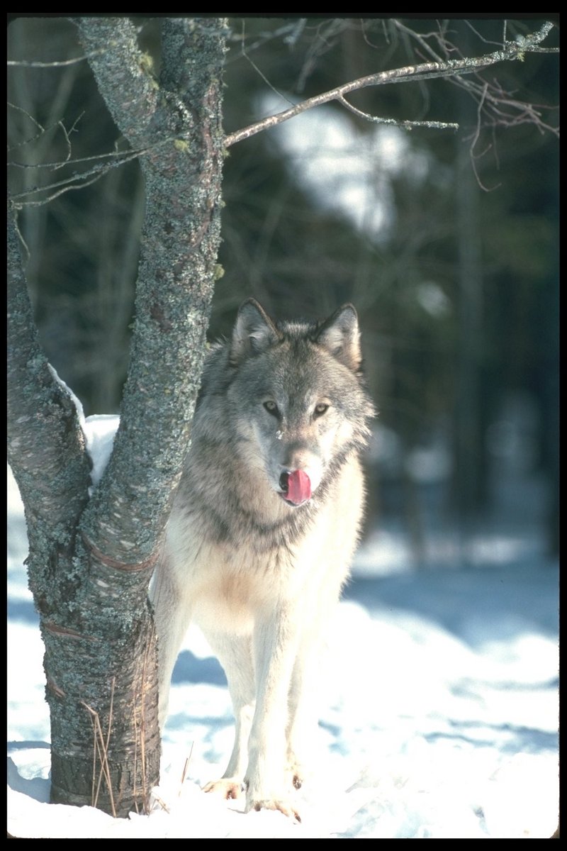 Gray Wolf (Canis lupus) {!--회색이리-->; DISPLAY FULL IMAGE.