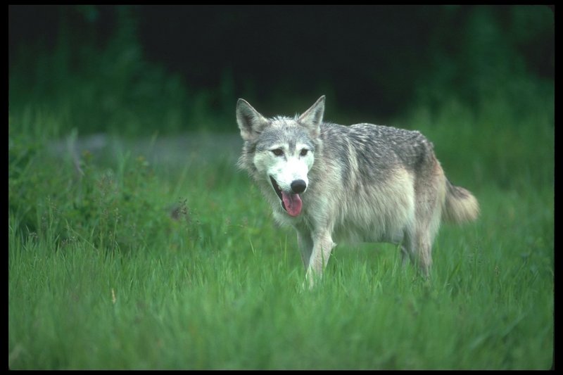 Gray Wolf (Canis lupus) {!--회색이리-->; DISPLAY FULL IMAGE.