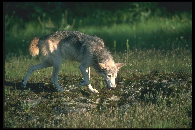 Gray Wolf (Canis lupus) {!--회색이리-->; DISPLAY FULL IMAGE.