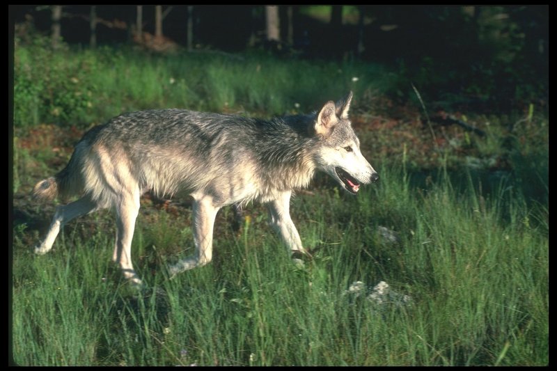 Gray Wolf (Canis lupus) {!--회색이리-->; DISPLAY FULL IMAGE.