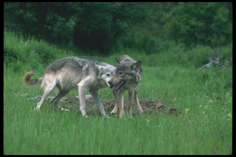 Gray Wolves (Canis lupus) {!--회색이리-->; DISPLAY FULL IMAGE.