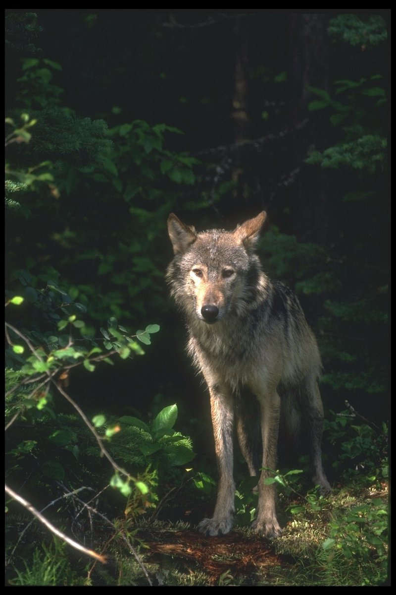 Gray Wolf (Canis lupus) {!--회색이리-->; DISPLAY FULL IMAGE.