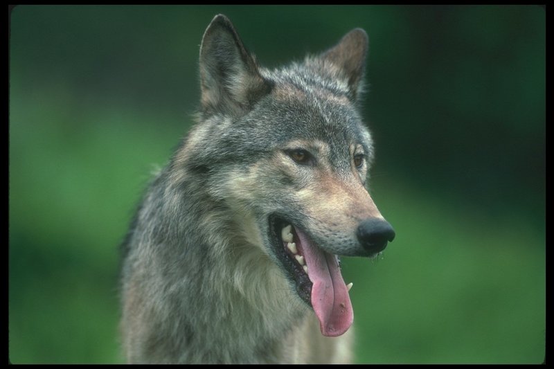Gray Wolf (Canis lupus) {!--회색이리-->; DISPLAY FULL IMAGE.