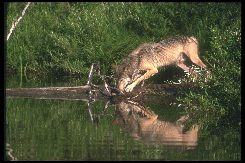 Gray Wolf (Canis lupus) {!--회색이리-->; DISPLAY FULL IMAGE.