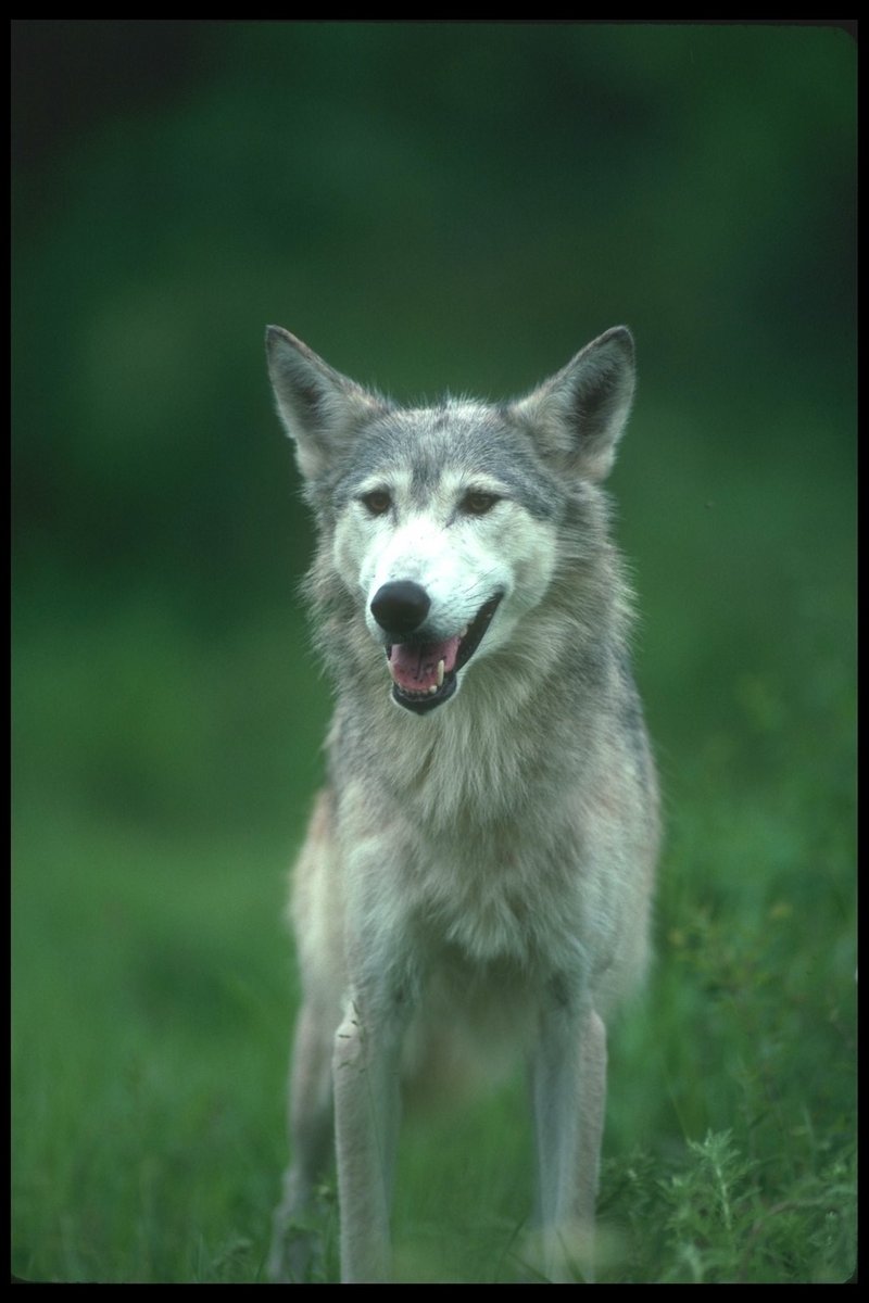 Gray Wolf (Canis lupus) {!--회색이리-->; DISPLAY FULL IMAGE.