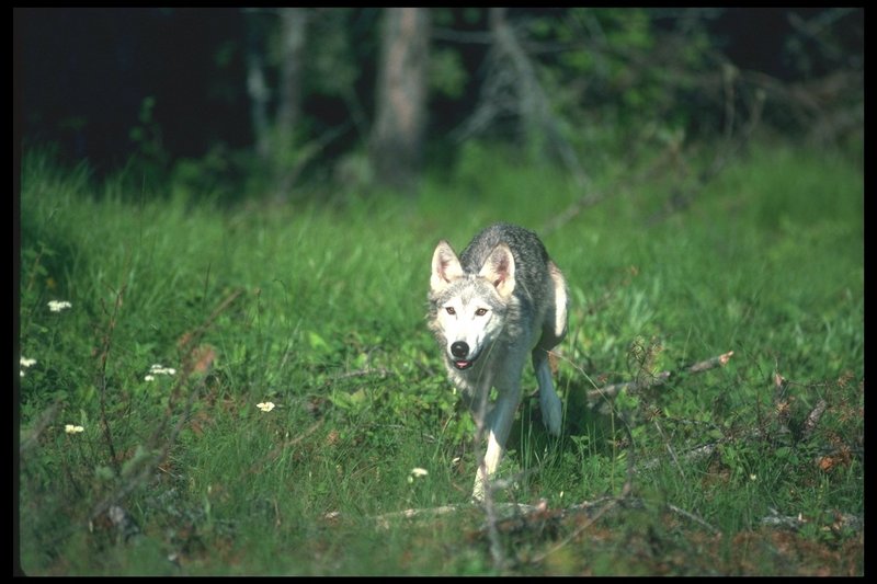 Gray Wolf (Canis lupus) {!--회색이리-->; DISPLAY FULL IMAGE.