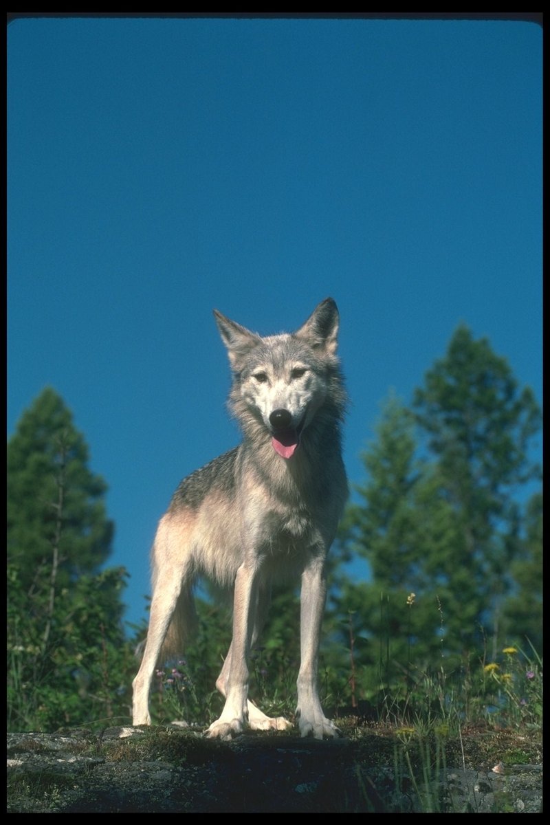 Gray Wolf (Canis lupus) {!--회색이리-->; DISPLAY FULL IMAGE.