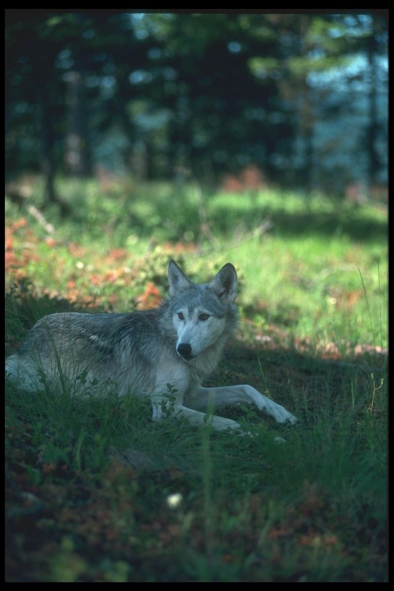 Gray Wolf (Canis lupus) {!--회색이리-->; DISPLAY FULL IMAGE.