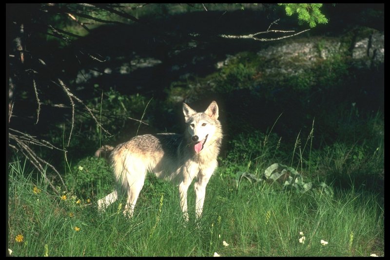 Gray Wolf (Canis lupus) {!--회색이리-->; DISPLAY FULL IMAGE.