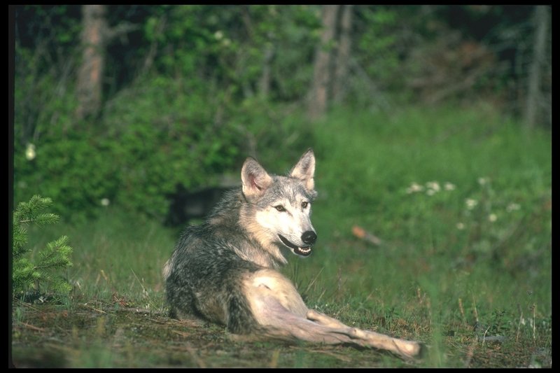 Gray Wolf (Canis lupus) {!--회색이리-->; DISPLAY FULL IMAGE.