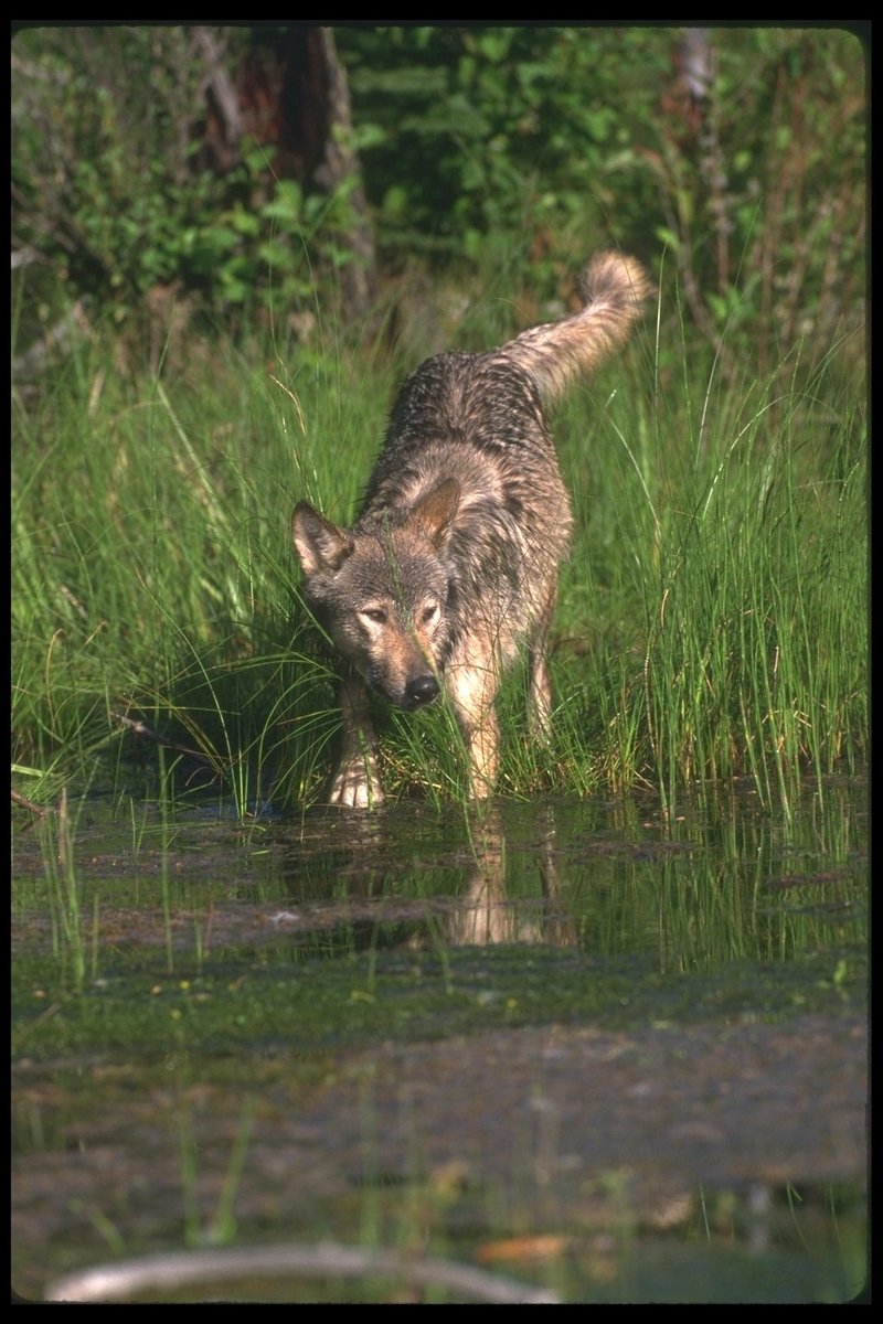 Gray Wolf (Canis lupus) {!--회색이리-->; DISPLAY FULL IMAGE.