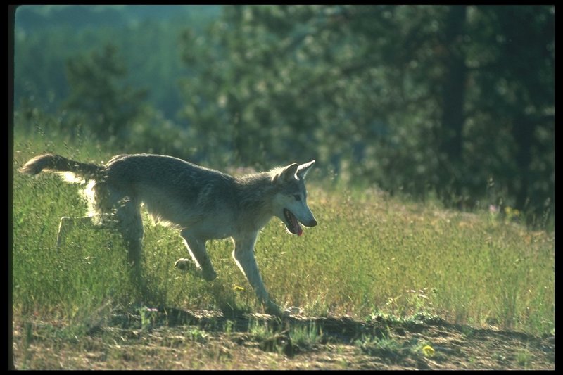 Gray Wolf (Canis lupus) {!--회색이리-->; DISPLAY FULL IMAGE.
