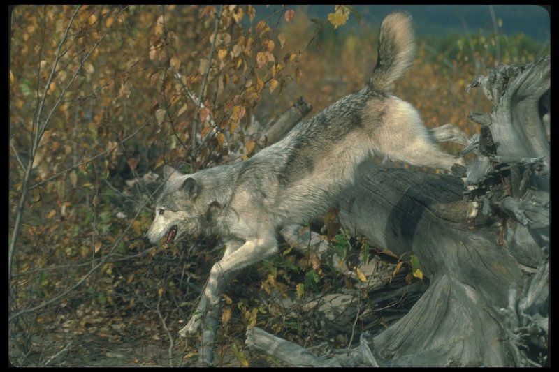 Gray Wolf (Canis lupus) {!--회색이리-->; DISPLAY FULL IMAGE.