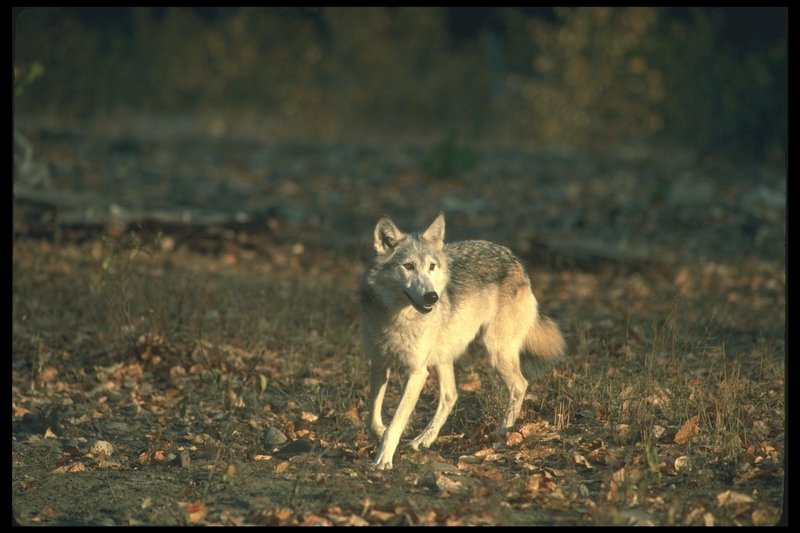Gray Wolf (Canis lupus) {!--회색이리-->; DISPLAY FULL IMAGE.