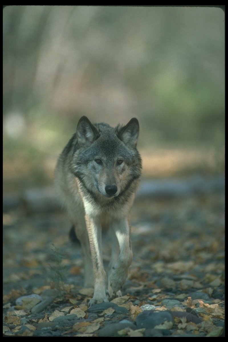 Gray Wolf (Canis lupus) {!--회색이리-->; DISPLAY FULL IMAGE.