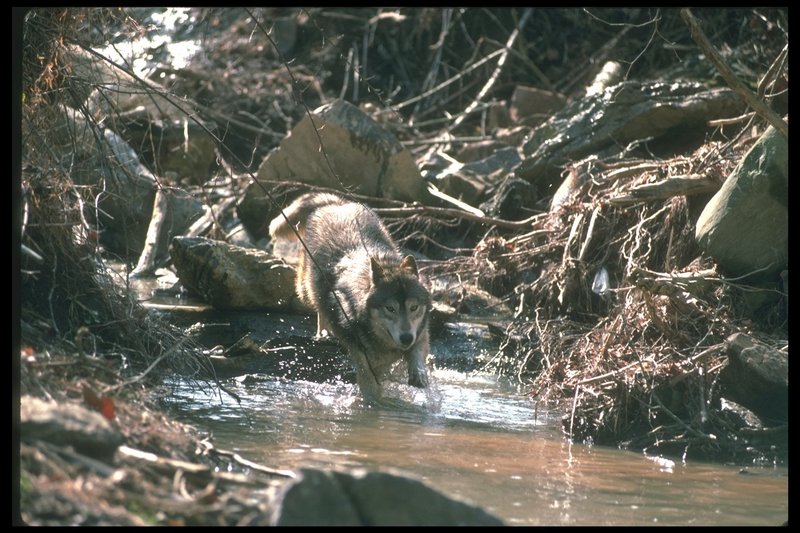 Gray Wolf (Canis lupus) {!--회색이리-->; DISPLAY FULL IMAGE.