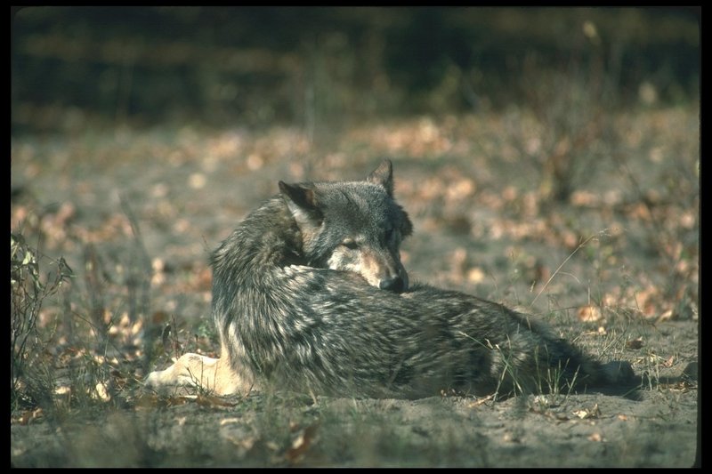 Gray Wolf (Canis lupus) {!--회색이리-->; DISPLAY FULL IMAGE.