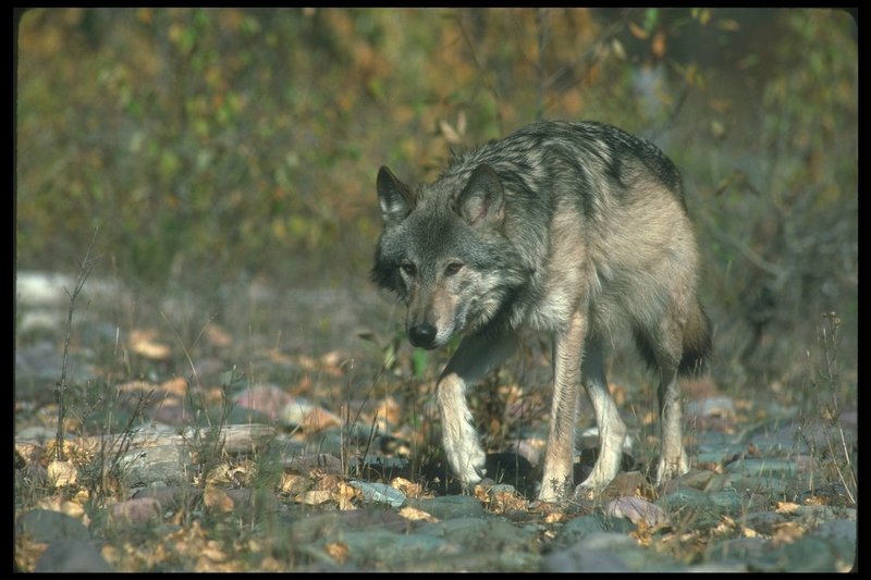 Gray Wolf (Canis lupus) {!--회색이리-->; DISPLAY FULL IMAGE.