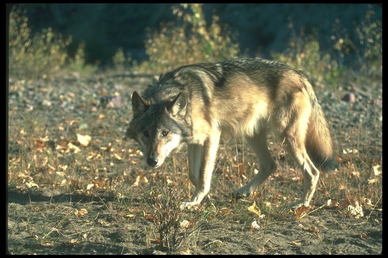 Gray Wolf (Canis lupus) {!--회색이리-->; DISPLAY FULL IMAGE.