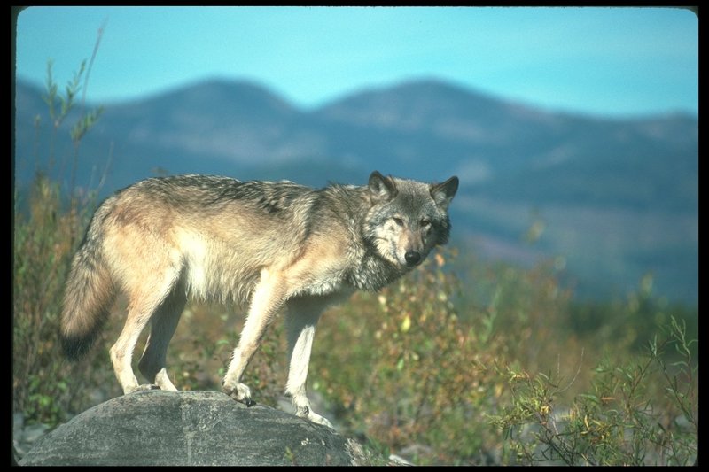 Gray Wolf (Canis lupus) {!--회색이리-->; DISPLAY FULL IMAGE.