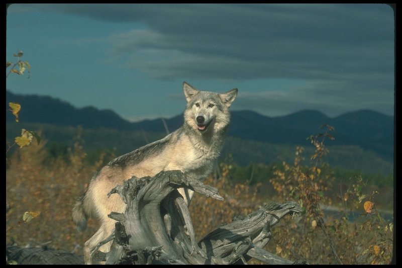 Gray Wolf (Canis lupus) {!--회색이리-->; DISPLAY FULL IMAGE.