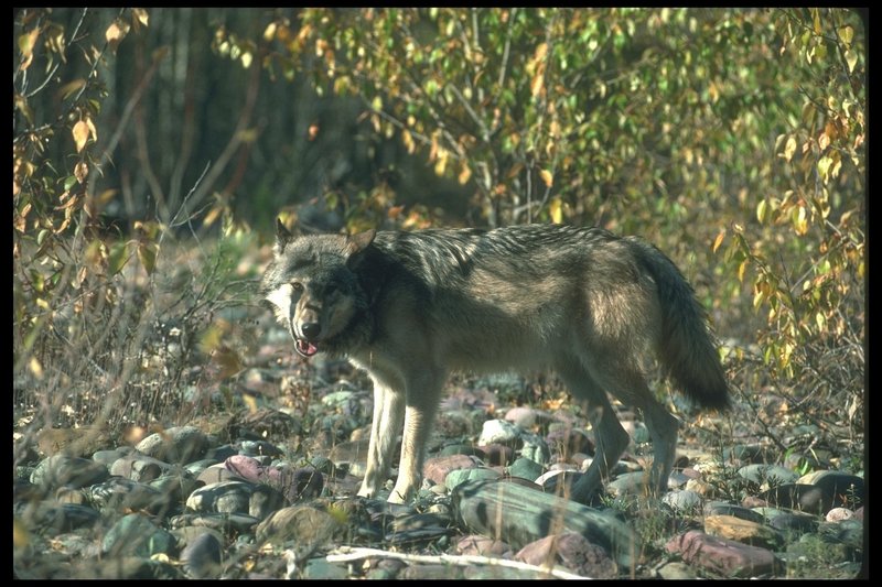 Gray Wolf (Canis lupus) {!--회색이리-->; DISPLAY FULL IMAGE.