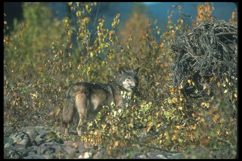 Gray Wolf (Canis lupus) {!--회색이리-->; DISPLAY FULL IMAGE.