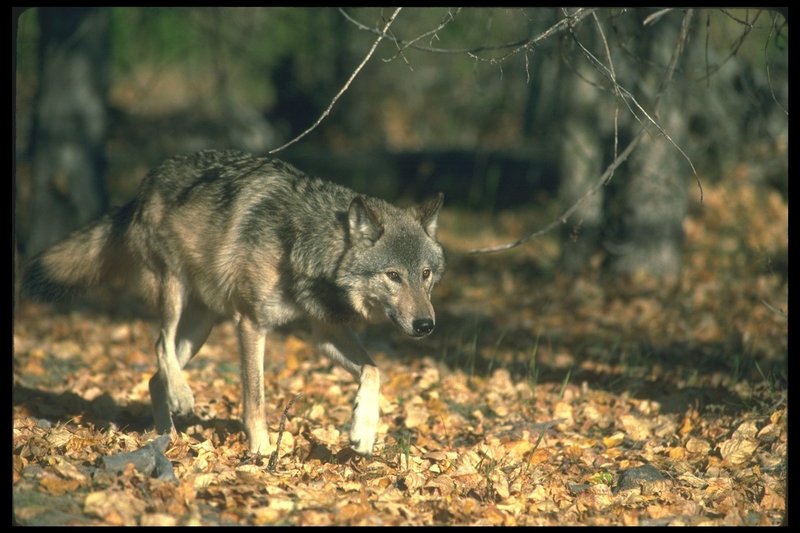 Gray Wolf (Canis lupus) {!--회색이리-->; DISPLAY FULL IMAGE.