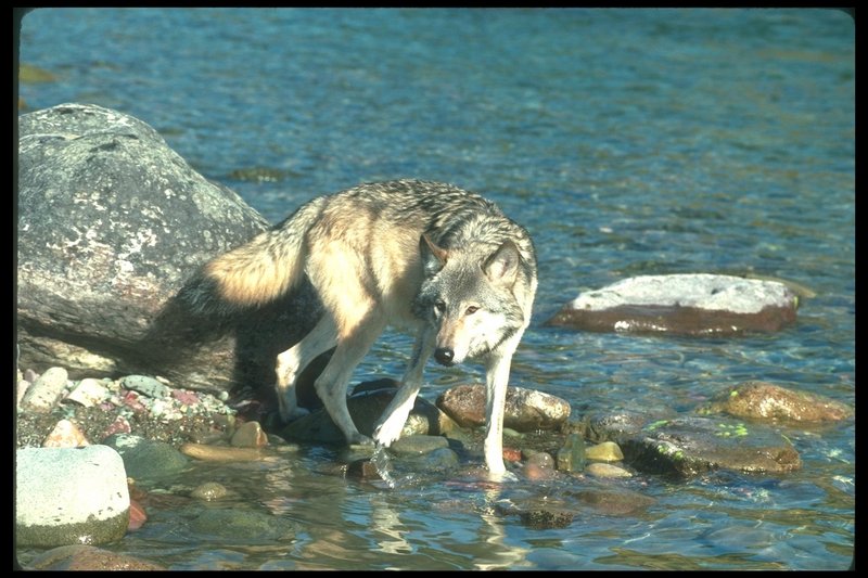 Gray Wolf (Canis lupus) {!--회색이리-->; DISPLAY FULL IMAGE.