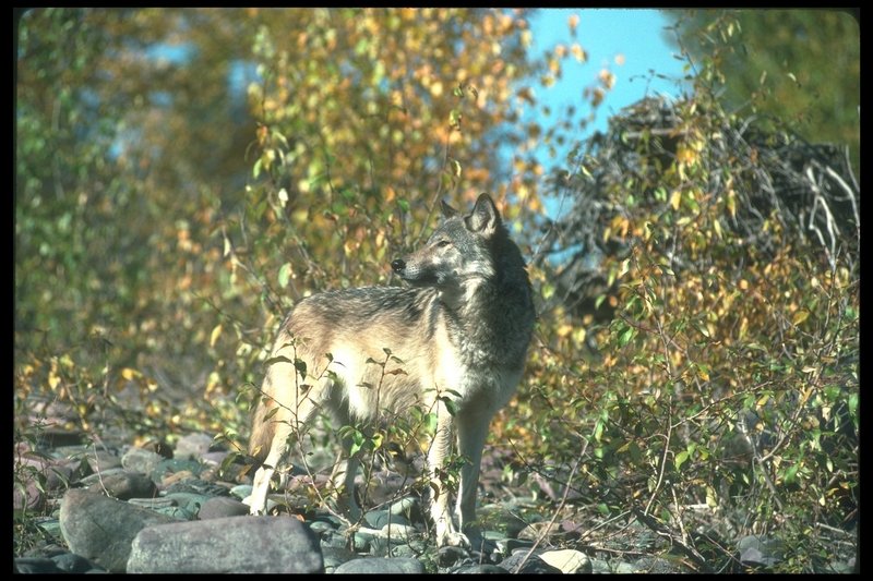 Gray Wolf (Canis lupus) {!--회색이리-->; DISPLAY FULL IMAGE.