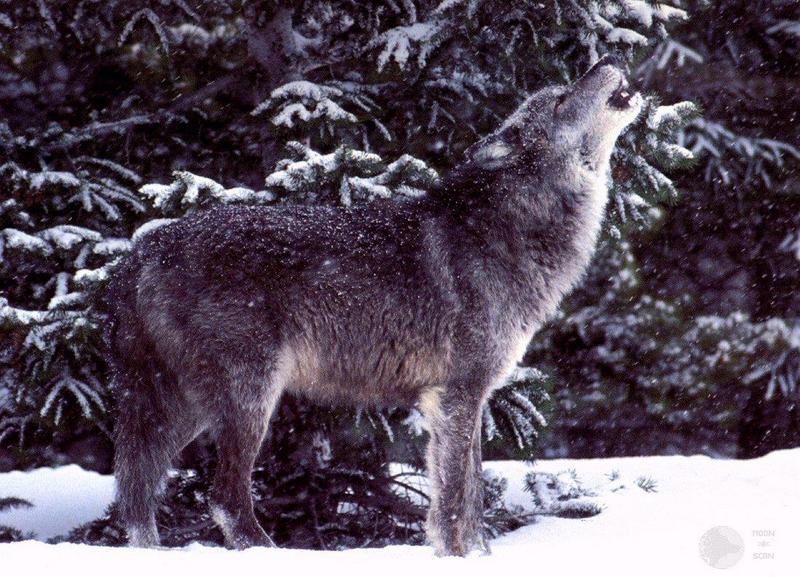 Gray Wolf (Canis lupus) {!--회색이리-->; DISPLAY FULL IMAGE.