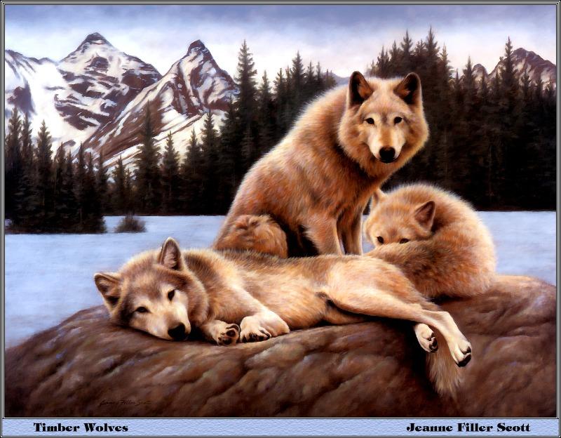 [Animal Art - Jeanne Filler Scott] Timber Wolves (Canis lupus) {!--회색이리-->; DISPLAY FULL IMAGE.