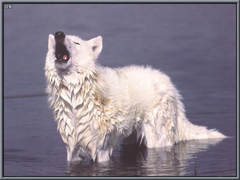 White Wolf (Canis lupus) {!--회색이리-->; DISPLAY FULL IMAGE.