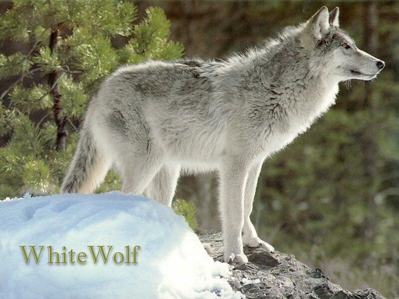 White Wolf (Canis lupus) {!--회색이리-->; DISPLAY FULL IMAGE.