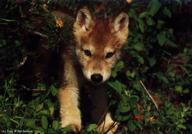Gray Wolf cub (Canis lupus) {!--회색이리-->; DISPLAY FULL IMAGE.
