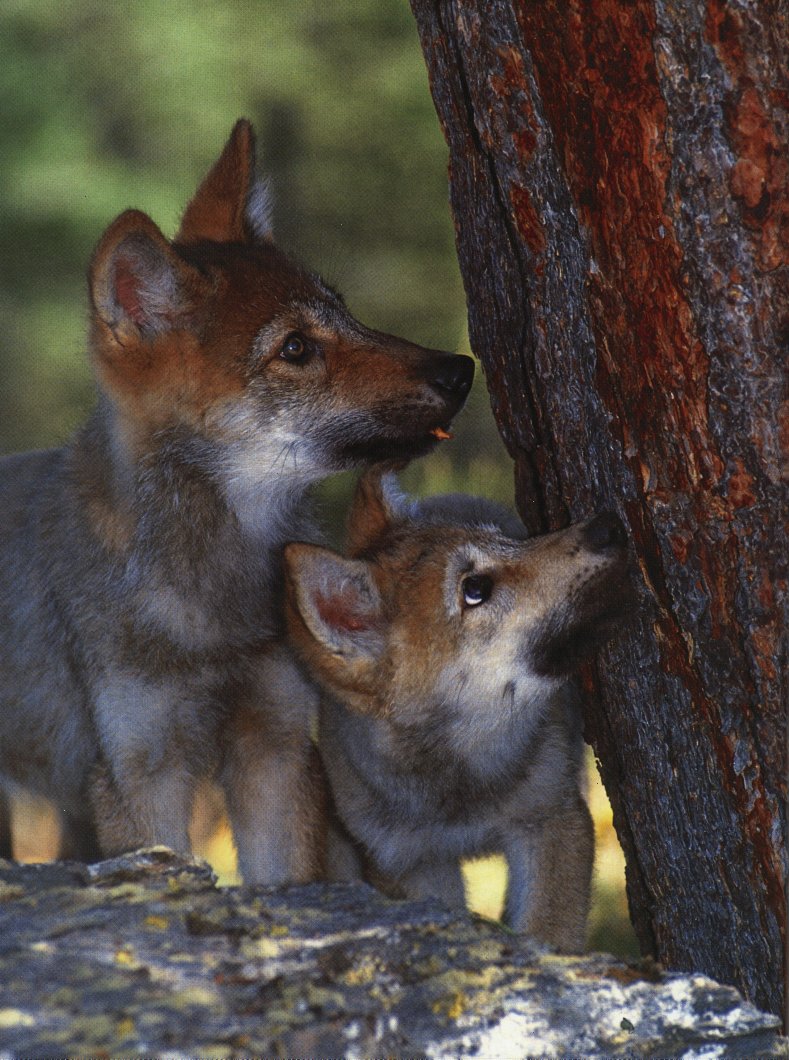 Gray Wolf pups (Canis lupus) {!--회색이리-->; DISPLAY FULL IMAGE.