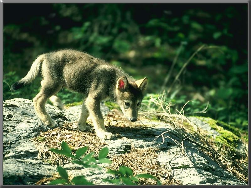 Gray Wolf pup (Canis lupus) {!--회색이리-->; DISPLAY FULL IMAGE.