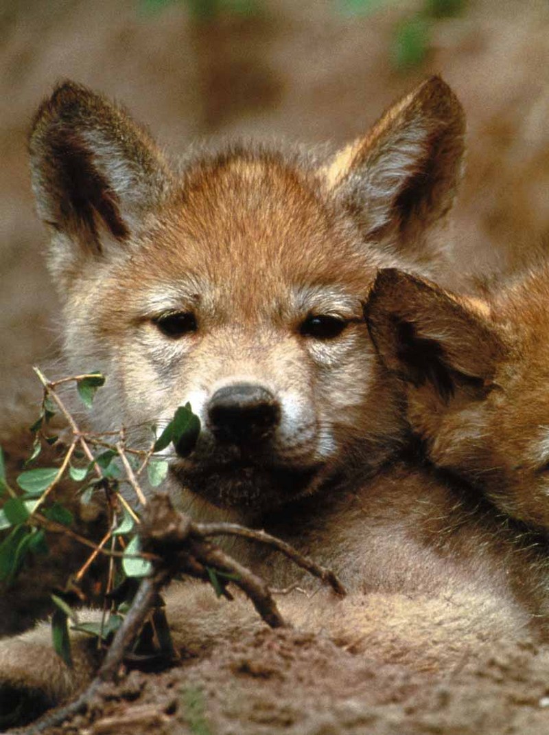 Gray Wolf pup (Canis lupus) {!--회색이리-->; DISPLAY FULL IMAGE.