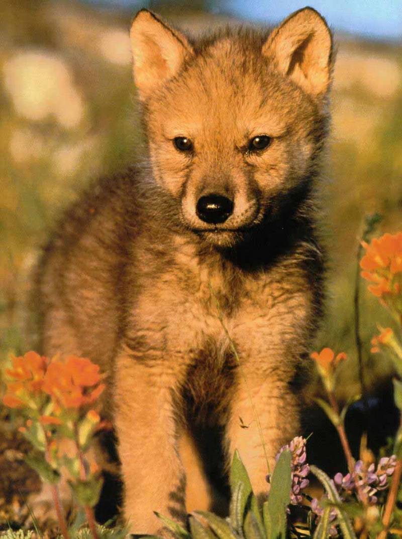 Gray Wolf pup (Canis lupus) {!--회색이리-->; DISPLAY FULL IMAGE.