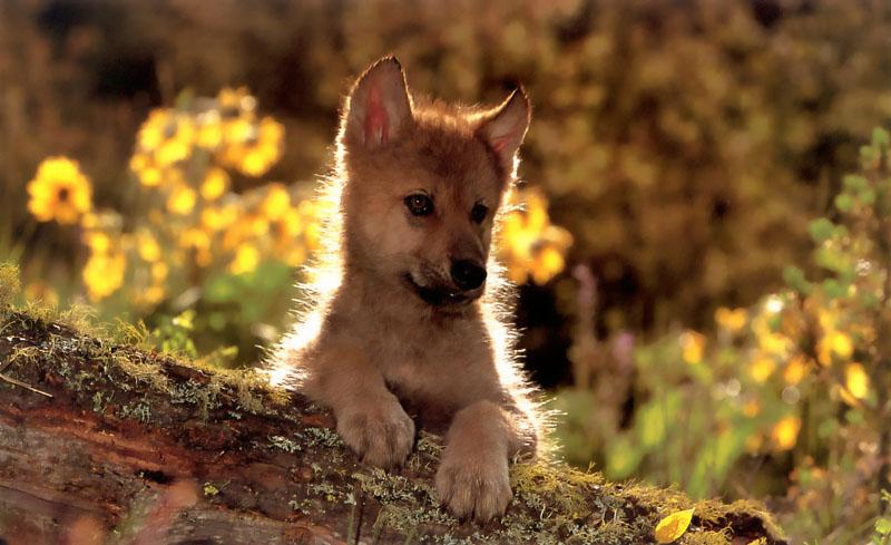 Gray Wolf pup (Canis lupus) {!--회색이리-->; DISPLAY FULL IMAGE.
